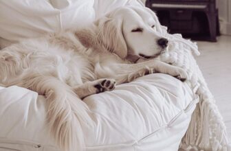 How to Remove Pet Odors Naturally (Without Harsh Chemicals)