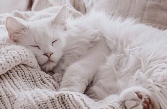 How to Keep Your Home Smelling Fresh With Pets (Daily Routine)